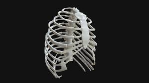 Projection on the rib cage of the heart, lungs and diaphragm. Anatomy Human Rib Cage Buy Royalty Free 3d Model By Francescomilanese Francescomilanese 0f1aa77