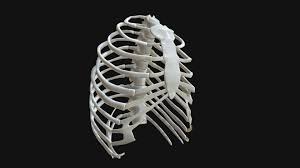 The rib cage is the arrangement of ribs attached to the vertebral column and sternum in the thorax of most vertebrates that encloses and protects the vital organs such as the heart, lungs and great vessels. Anatomy Human Rib Cage Buy Royalty Free 3d Model By Francescomilanese Francescomilanese 0f1aa77