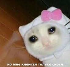 na samom dele dazhe skotch ne kleitsya memy koshachi citaty veselye memy