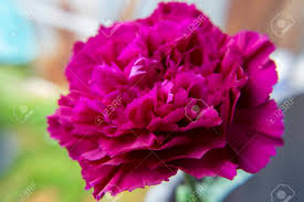 Clove pink carnation, the flower shop carnation. Close Up Of Dark Pink Carnation Flower Background Dianthus Caryophyllus Stock Photo Picture And Royalty Free Image Image 113191399