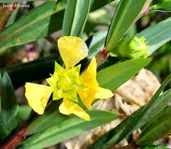 Image result for Heimia salicifolia