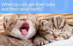 If you are lucky, you may find a tiny tooth. Dr Ernie S Top 10 Cat Dental Questions And His Answers
