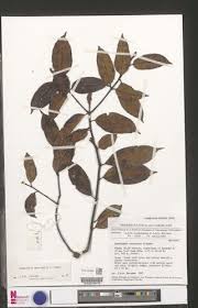 Image result for Landolphia bruneelii