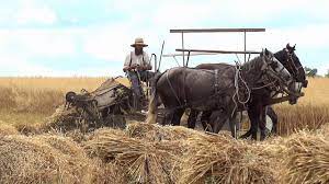 Oat Binding With Horses Youtube