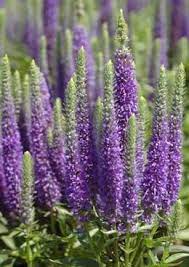 Veronica Speedwell Flowers Perennials Perennials Veronica Plant
