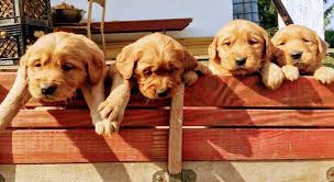 Maybe you would like to learn more about one of these? Golden Retriever Puppies Home Facebook