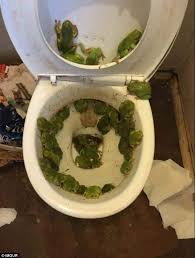 Go to the goddamn bathroom! Snakes In The Toilet People Share The Shocking Finds That May Put You Off Using The Toilet Daily Mail Online