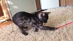 Melanistic/Solid/Charcoal - Remarkable Bengal Kittens for ...