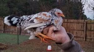 Oleh karena itu, jika anda ingin anak bagian bulu yang harus di potong pada usia anak ayam 3 minggu adalah pada bagian sayap dan ekor. Ayam Wyandotte Huraian Baka Foto Ulasan