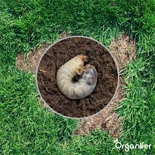 Het idee hierachter is dat de engerlingen en meikevers niet van maïs leven, maar juist wel aangetrokken worden door gras met. Engerlingen Bestrijden En Voorkomen In Het Gazon Organifer