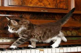 See maine coon cat stock video clips. Maine Coon Kitten Tipps Und Susse Fotos Die Tierexperten