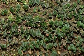 Image result for Didymoglossum