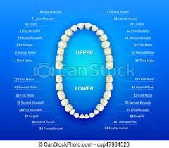 Human Mouth With Tooth Numbering Chart On Blue Background