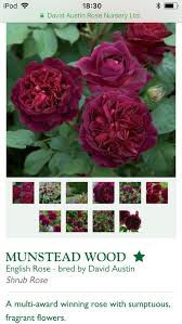 My 'munstead wood' rose which i purchased last winter is currently in bloom and i can't walk past it without pausing to admire the blossoms, in fact, make 'munstead wood' bears blossoms sometimes singly and in clusters. Most Fragrant David Austin Roses