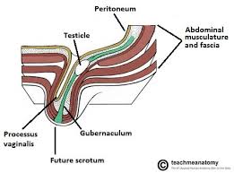 Groin pain might be worsened by continued use of the injured area. The Inguinal Canal Boundaries Contents Teachmeanatomy