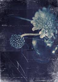 Pin By Terpsichore On Stories Cyanotype Sun Prints Alternative Photography