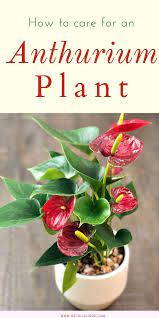 Anthuriums How To Care For This Long Blooming And Tropical Houseplant Natalie Linda Anthurium Plant Plant Care Houseplant Flowering House Plants