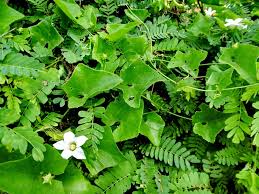 Image result for Coccinia sp. A