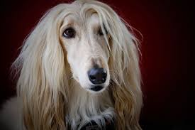 Siberian husky is a very energetic dog, which combined with the long hair it has can lead to overheating. 25 White Dog Breeds That Will Steal Make A Meal Of Your Heart