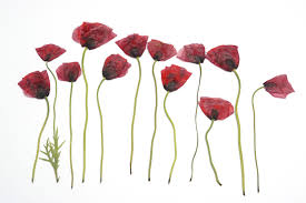There are two ways to press flowers, and both methods have worked well for me. 12 Dried Pressed Flowers Poppy Flowers Dried Poppies Real Dried Poppy Flowers For Botanical Art Pres Dried And Pressed Flowers Poppy Flower Pressed Flowers