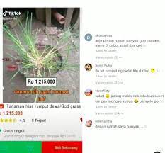 Chicken garage present music video by rumput liar performing 'gak ada bedanya' featuring richard kyoto artist : Viral Rumput Liar Dijual Seharga Rp1 2 Juta Netizen Kaget Laku 8 Buah