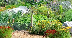 Grow carrots and leeks together. Edible Backyard Growing Food Gardeners Nz