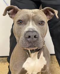 CITY OF BARTLETT ANIMAL SHELTER‎