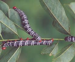 Image result for Millettia eetveldeana