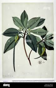 Image result for Rhizophora mucronata