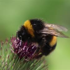 Image result for Bombus terrestris