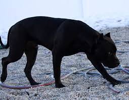 17266164 1440719469312581 5556733420895207424 N Jpg 640 497 Beautiful Dogs Pit Dog Best Dogs