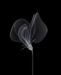 Macoto Murayama Sweet Pea I B 2010 Frantic Gallery Murayama Sweet Pea Japanese Art