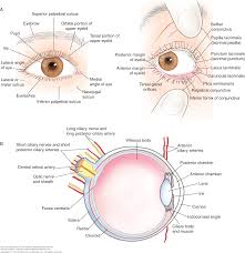 Chapter 153 Eye Examination Emergency Medicine Procedures
