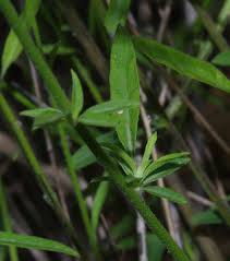 Image result for Schwenckia