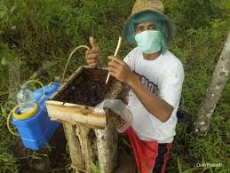Cara membuat perangkap kelulut menggunakan bambu.подробнее. Menjajal Peluang Manisnya Budidaya Lebah Madu Kelulut