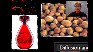Osmosis is the diffusion of water on the diagram on the next page label the: Potato Osmosis Lab Dataclassroom