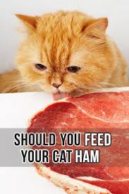 Minor abrasions will usually heal on their own. Felineliving Net Cat Nutrition Can Cats Eat Ham Cats