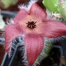 Image result for Clutia hirsuta