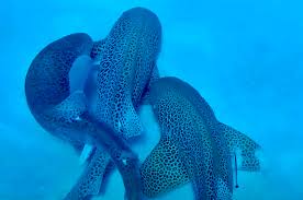 First-Ever Shark “Threesome” Captured on Camera (Video) - Surfer