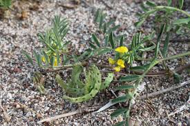 Image result for Pseudeminia comosa