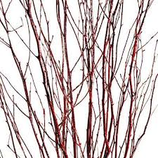 Birch Branches For Sale Decorative Branches Red Birch Branches Birch Branches Branch Decor Manzanita Branches