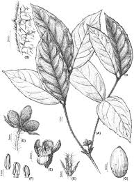 Image result for Monimiaceae