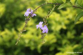 Most of these flowers above bloom in tropical climate. Beautiful Flowers Of Assam Dibyajyoti Koch A Blog On Oracle Application