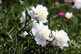 牡丹花は咲き定まりて静かなり花の占めたる位置のたしかさ 徹底解説 意味や表現技法 句切れなど