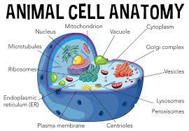 Diagram of mitochondria in animal cell. Animal Cell Diagram Stock Illustrations 687 Animal Cell Diagram Stock Illustrations Vectors Clipart Dreamstime