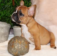 124 likes · 7 talking about this. Kevroygreenfarmpet French Bulldog Breeder In Jacksonville Florida