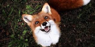We did not find results for: 17 Lucruri Interesante Despre Vulpe