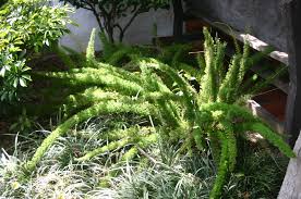 Image result for Asparagus radiatus