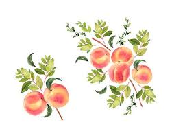Peaches Watercolor Clipart Peaches Illustration Watercolor Etsy Watercolor Fruit Peach Art Watercolor Clipart