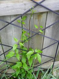Check spelling or type a new query. Clemactic Joys And Sorrows I Need A Clematis Growing Support Group Garden Drama